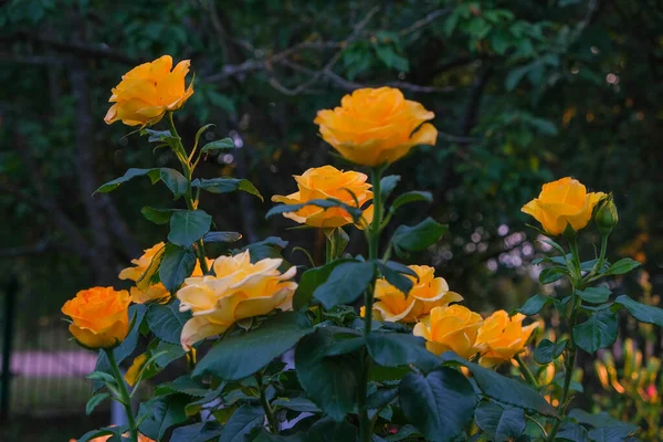 Roses Jaunes Dans Jardin Gros Buisson Aux Roses Jaunes — Photo
