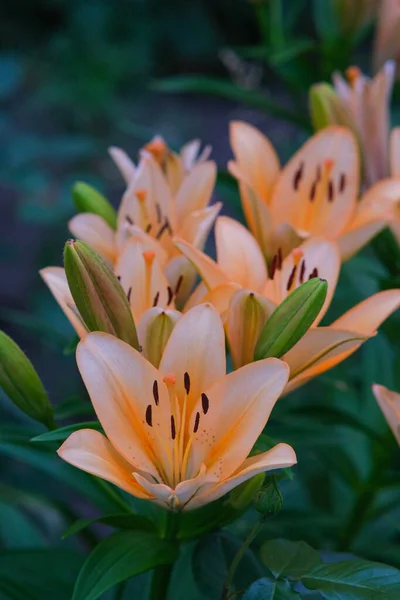 Narancssárga Liliom Kertben Gyönyörű Nyári Virágoskert — Stock Fotó