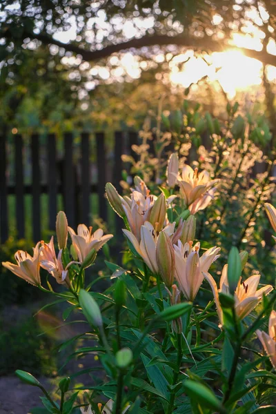 Orangefarbene Lilien Heimischen Garten Bei Sonnenuntergang Schöner Sommerblumengarten — Stockfoto