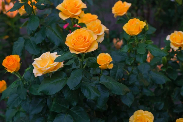 花园里的黄色玫瑰 有黄色玫瑰的大灌木丛 — 图库照片