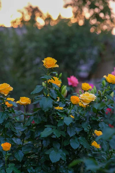 Bahçedeki Sarı Güller Sarı Güllü Büyük Çalı — Stok fotoğraf