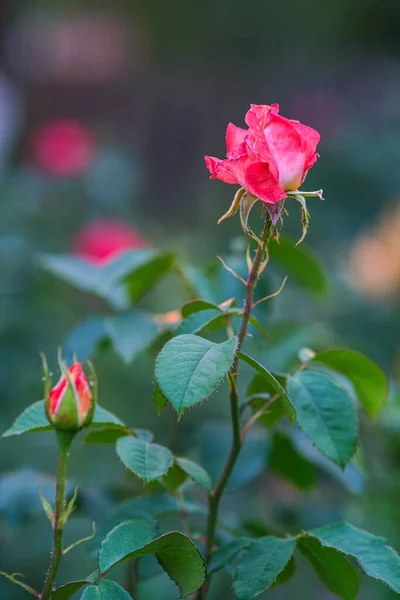 Rote Rosen Garten Sommerblumen Dorf — Stockfoto