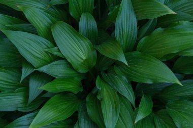 Yeşil yaprakların arka planı. Yoğun yaprak korusu.