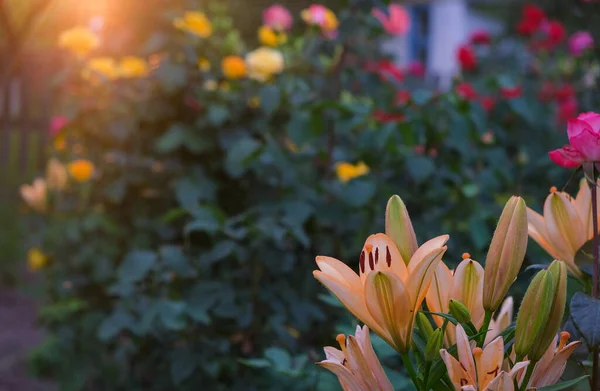 Orangefarbene Lilien Heimischen Garten Schöner Sommerblumengarten — Stockfoto