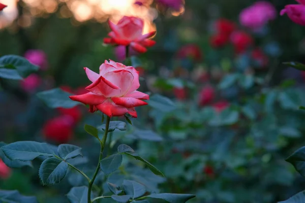 Gelbe Rosen Garten Großer Strauch Mit Gelben Rosen — Stockfoto