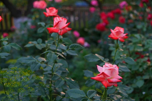 Röda Rosor Trädgården Stor Buske Med Rosa Rosor — Stockfoto