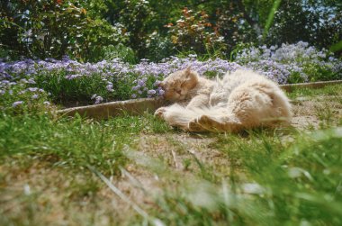 Bahçedeki kırmızı kedi çiçeklerin yanında. Kedi çiçeklerin yanında tatlı tatlı uyuyor..