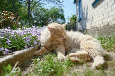 Bahçedeki kırmızı kedi çiçeklerin yanında. Kedi yıkanır, güneş ışınları bahçede parlar..