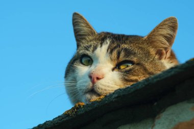 Mavi gökyüzüne yakın bir kedinin ağızlık sesi. Kedi gün batımında çatıda yatıyor..