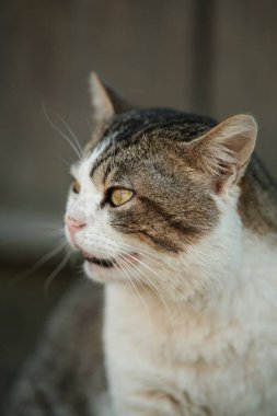 Yakın plan kedi. Kedinin yüzü yana bakıyor..