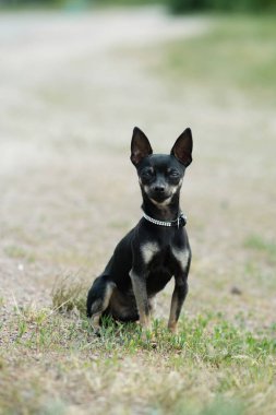 Yeşil çimlerde siyah oyuncak teriyeri. Yürüyüş için dekoratif köpek..