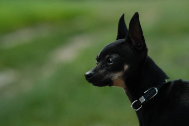 Yeşil çimlerde siyah oyuncak teriyeri. Yürüyüş için dekoratif köpek..