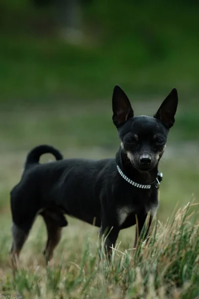 Czarna Zabawka Terrier Zielonej Trawie Dekoracyjny Pies Spacer — Zdjęcie stockowe