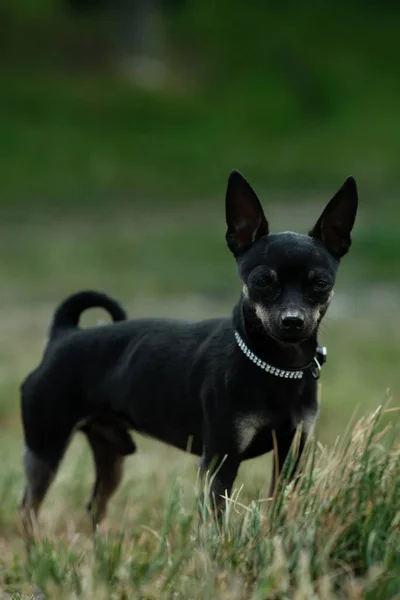 Black toy terrier on green grass. Decorative dog for a walk.