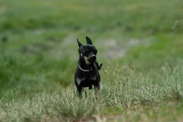 Juguete Negro Terrier Sobre Hierba Verde Perro Decorativo Para Paseo —  Fotos de Stock