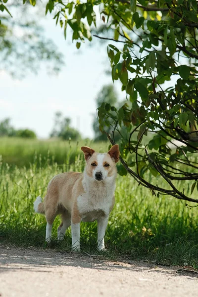 머리의 귀여운 강아지가 산책을 있습니다 솜털붉은 — 스톡 사진