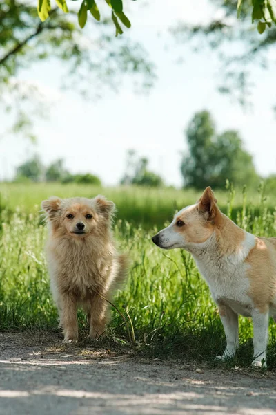 머리의 귀여운 강아지가 산책을 있습니다 털북숭이붉은 — 스톡 사진