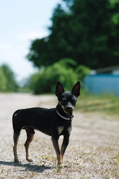 stock image Black toy terrier on green grass. Decorative dog for a walk.