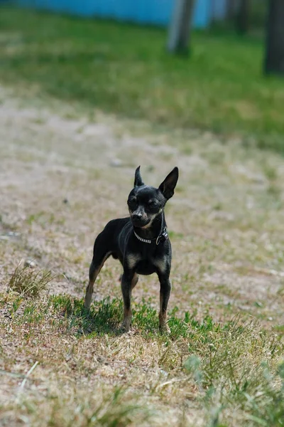 Μαύρο Τεριέ Παιχνιδιών Πράσινο Γρασίδι Διακοσμητικό Σκυλί Για Μια Βόλτα — Φωτογραφία Αρχείου
