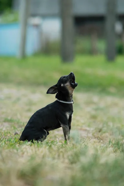 Juguete Negro Terrier Sobre Hierba Verde Perro Decorativo Para Paseo —  Fotos de Stock