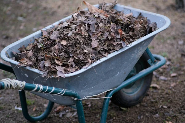 Kuru Yapraklar Yapımı Metal Bir Arabasında Yatıyor Sonbahar Bahçe Temizliği — Stok fotoğraf