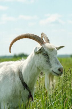 Boynuzlu beyaz keçi. Keçi yeşil çimlerde otluyor. Keçi yakın çekimi. Bir keçi, çayırda bağlı bir kırbaçla otlar..