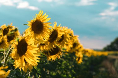 Günbatımında akşam ayçiçeği tarlası. Yağmur bulutlarının altında güzel ışık veren ayçiçekleri.