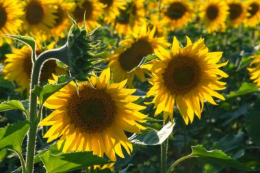 Günbatımında akşam ayçiçeği tarlası. Yağmur bulutlarının altında güzel ışık veren ayçiçekleri.