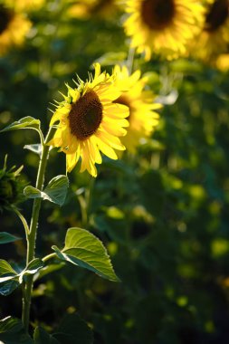 Günbatımında akşam ayçiçeği tarlası. Yağmur bulutlarının altında güzel ışık veren ayçiçekleri.