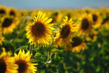 Günbatımında akşam ayçiçeği tarlası. Yağmur bulutlarının altında güzel ışık veren ayçiçekleri.