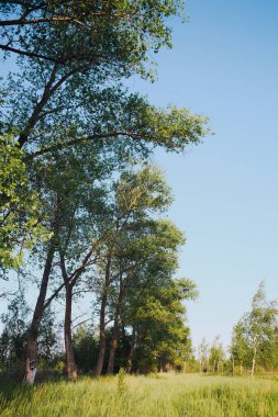 Ağaçlar ve bitki örtüsüyle manzara olabilir. Güzel güneş ışığı olan büyük uzun ağaçlar..
