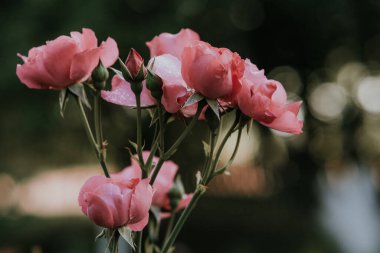 Gül çalısı. Bir dalda bir sürü pembe çiçek var. Pembe çiçek yaprakları. Bahçede çiçekler.