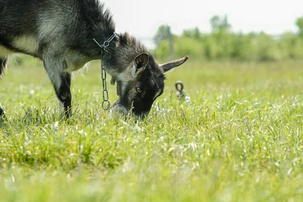 灰斑无角山羊 山羊在绿草上吃草 山羊特写 山羊在草地上的捆好的薄片上吃草 — 图库照片