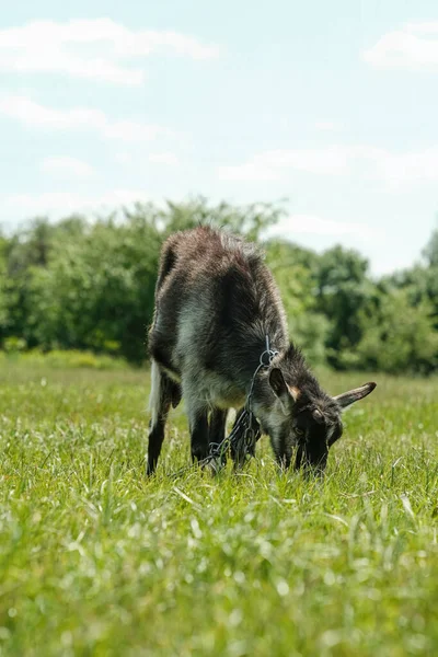 灰斑无角山羊 山羊在绿草上吃草 山羊特写 山羊在草地上的捆好的薄片上吃草 — 图库照片