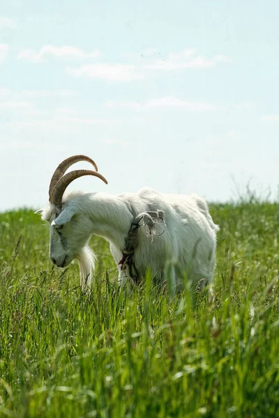 Cabra Blanca Con Cuernos Cabra Roza Hierba Verde Primer Plano — Foto de Stock