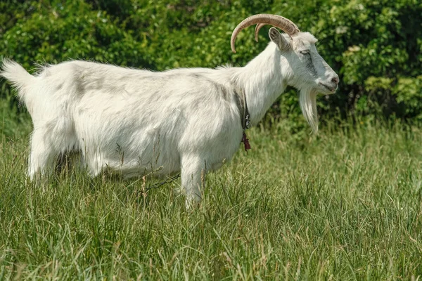 有角的白色山羊 山羊在绿草上吃草 山羊特写 山羊在草地上的捆好的薄片上吃草 — 图库照片