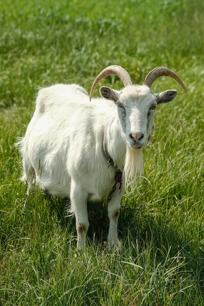 有角的白色山羊 山羊在绿草上吃草 山羊特写 山羊在草地上的捆好的薄片上吃草 — 图库照片