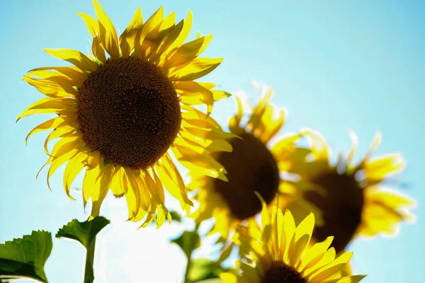 Abendliches Sonnenblumenfeld Bei Sonnenuntergang Sonnenblumen Mit Schönem Licht Unter Regenwolken — Stockfoto