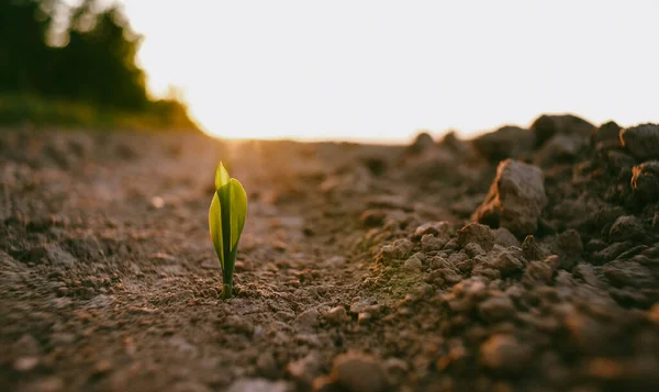 Plant Komt Bij Zonsondergang Uit Grond Maïsspruiten Het Veld Zonsondergang — Stockfoto