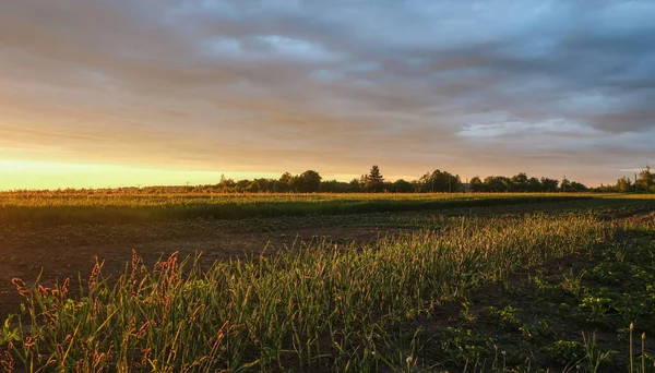 Home growing vegetables in the garden. Home gardening. Landscape at sunset.