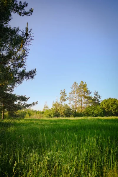 Τοπίο Των Κωνοφόρων Δέντρων Και Φωτεινό Πράσινο Γρασίδι Στο Ηλιοβασίλεμα — Φωτογραφία Αρχείου
