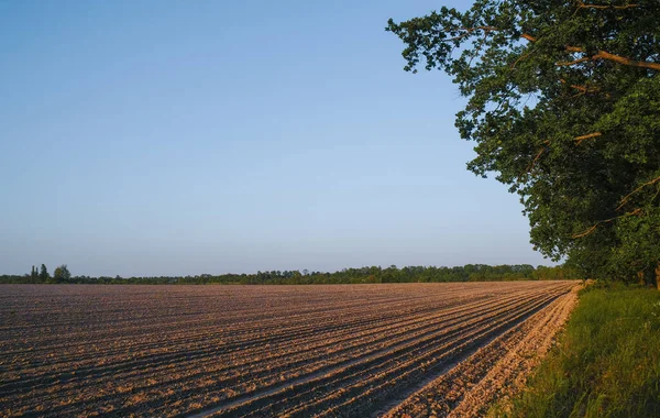 Landscape Sown Cultivated Fields Plantations Trees Blue Sky Place You — Stock Photo, Image