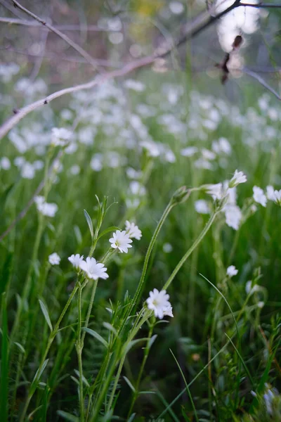 Bunga Liar Putih Tumbuh Lebat Rumput Tinggi Bunga Liar Dengan — Stok Foto