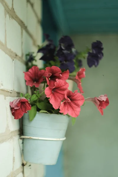 Detailní Červená Petúnie Bílém Květináči Lilac Petunie Pozadí — Stock fotografie