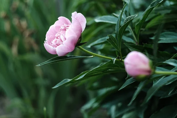 Pfingstrosenstrauch Zwei Pfingstrosenblüten Eine Kleiner Als Die Andere Rosafarbene Pfingstrosenblüten — Stockfoto