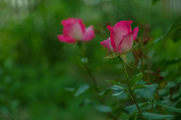 Två Rosor Gräsbevuxen Bakgrund Rosa Blommor Blommor Trädgården Enkelfoto Rosor — Stockfoto