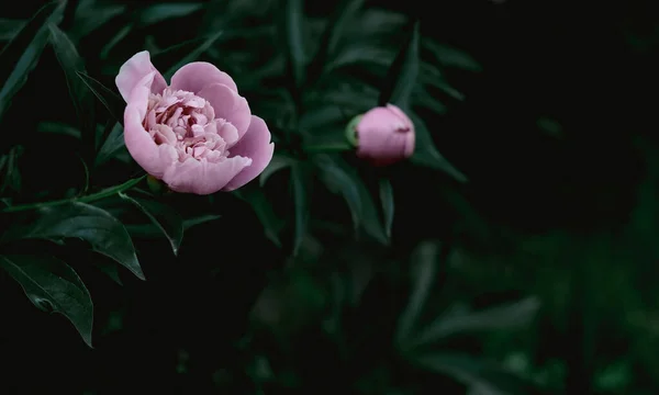 Peony bush. Two peony flowers, one smaller than the other. Pink peony flowers close-up on a blurred dark green background.