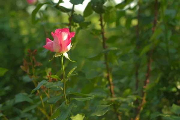 Einsame Rose Auf Einem Hintergrund Aus Verschwommenem Gras Blume Garten — Stockfoto