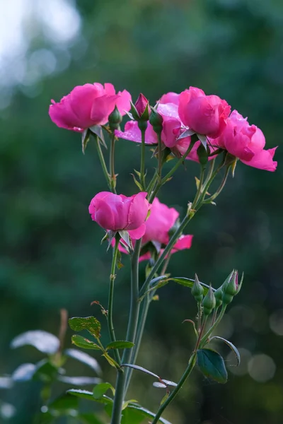 Rosbuske Massor Rosa Blommor Gren Rosa Blomblad Blommor Trädgården — Stockfoto