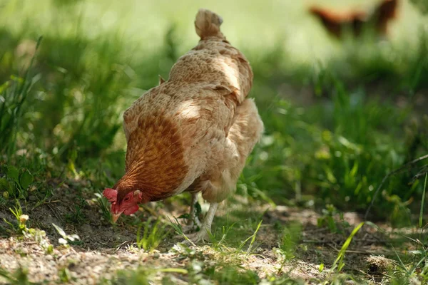 Red Hen Grazes Green Grass Raising Poultry Chickens Garden — Stock Photo, Image